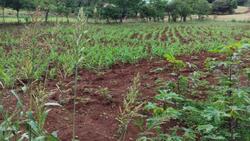 .'.Lote Rural de Área 29.000m2,Santa Izabel Do Oeste/PR.'. — foto principal