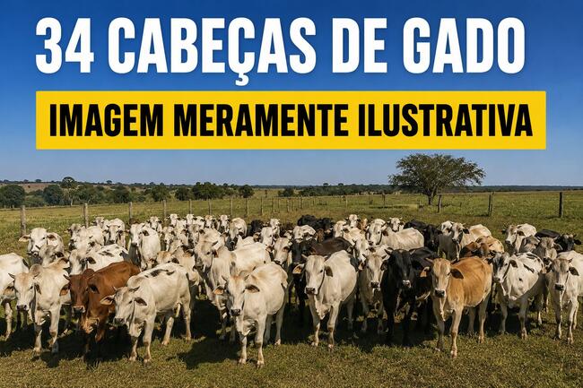 SEMOVENTES – 34 CABEÇAS DE GADO (3 LOTES) – FAZENDA BOA VISTA II – HELIODORA/MG