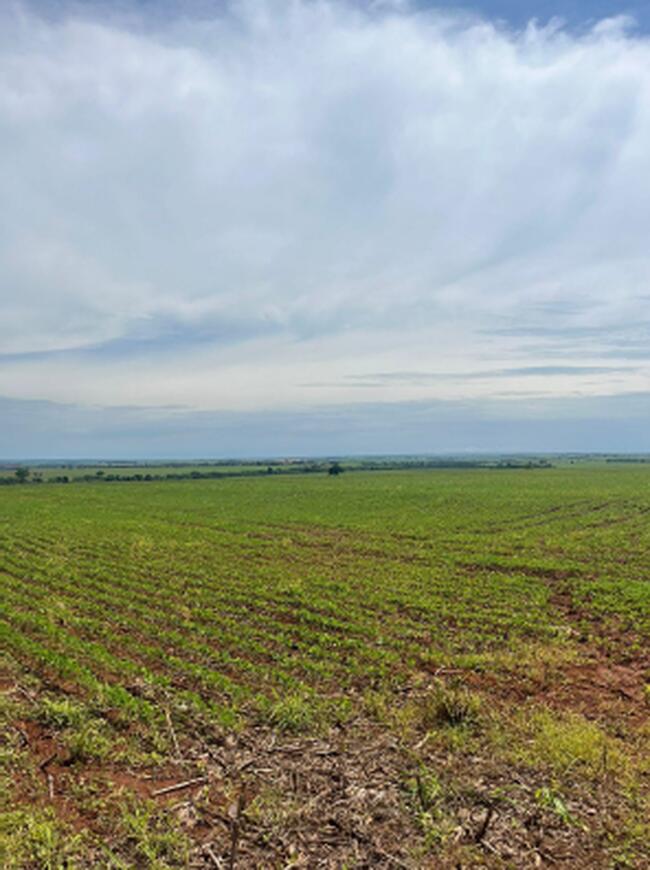 RIO VERDE-GO - FAZENDA BAUZINHO COM 39 ALQUEIRES