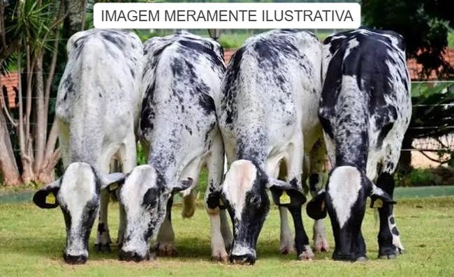 Itarumã/GO - 06 (SEIS) VACAS, GIROLANDO, LEITEIRAS.