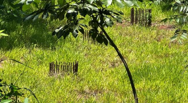 Terreno  - Vila Amelia, Ribeirão Preto /SP