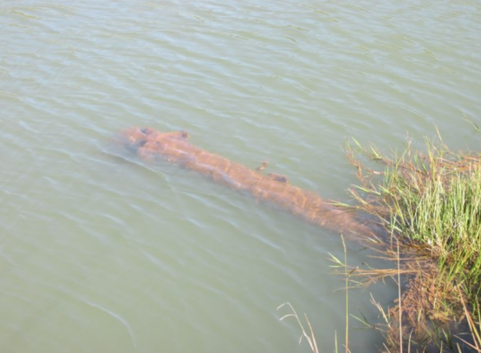 Propriedade Rural 27,80ha - Barrocão, Avaí/SP