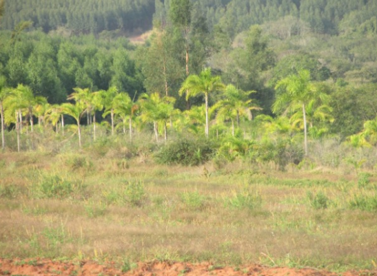 Propriedade Rural 27,80ha - Barrocão, Avaí/SP