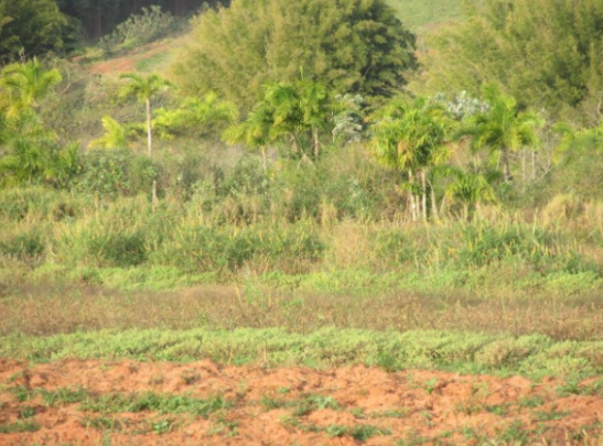 Propriedade Rural 27,80ha - Barrocão, Avaí/SP
