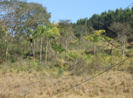 Propriedade Rural 27,80ha - Barrocão, Avaí/SP
