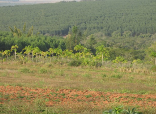 Propriedade Rural 27,80ha - Barrocão, Avaí/SP