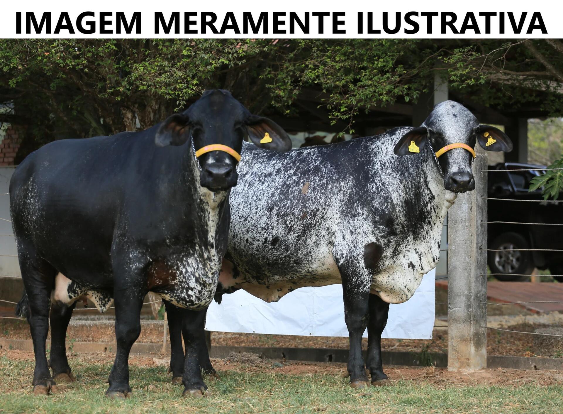 Animais - Vacas Girolanda, Penápolis/SP