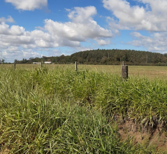 Galpões Área rural/Industrial 27ha - Charqueadas/RS