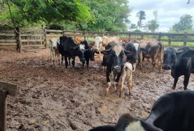 Animais - 15 vacas da raça Girolando, Bebedouro/SP