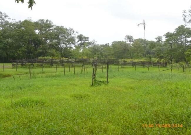 Fazenda 4.011,6256 ha- Calçoene, no leste do estado do Amapá.
