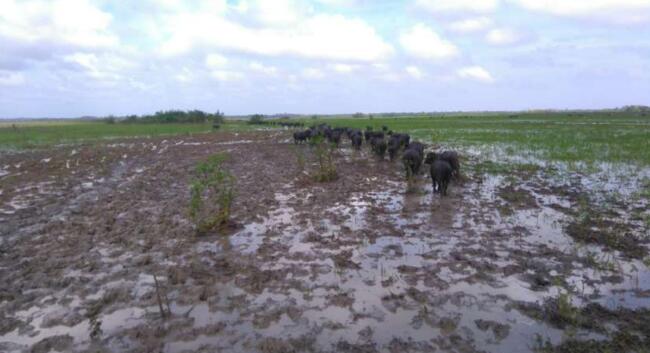 Fazenda 4.011,6256 ha- Calçoene, no leste do estado do Amapá.