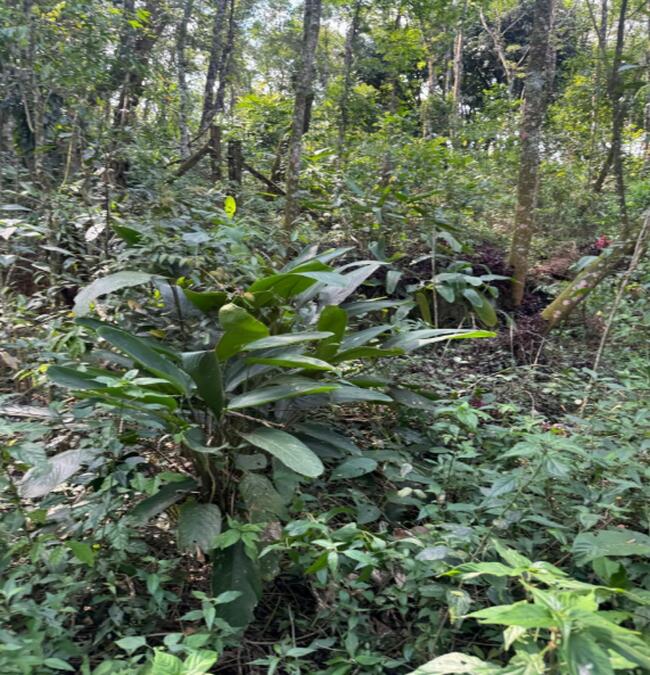 Terreno 1.075,00m²- Jardim Planalto, Caieiras/SP