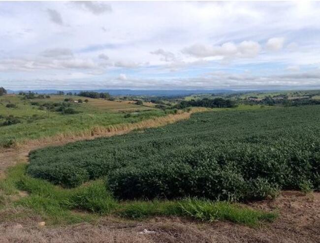 Sítio 11,59,86ha - Área Rural, Mococa/sp, localizado em Mococa - SP