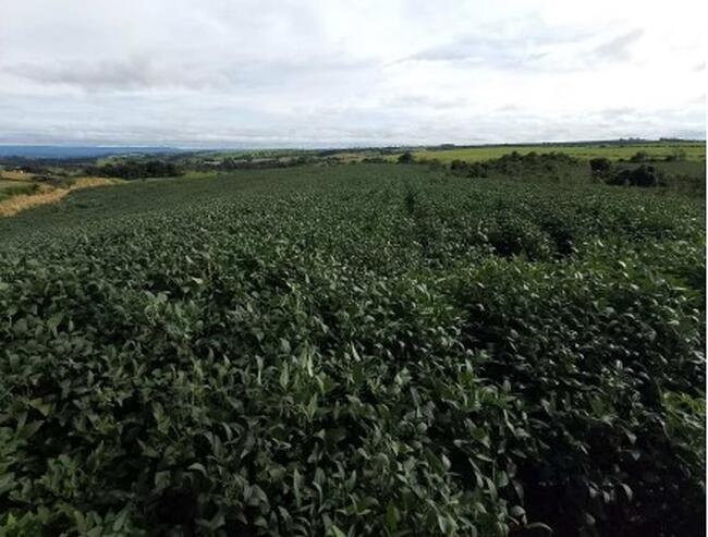 Sítio 11,59,86ha - Área Rural, Mococa/sp, localizado em Mococa - SP